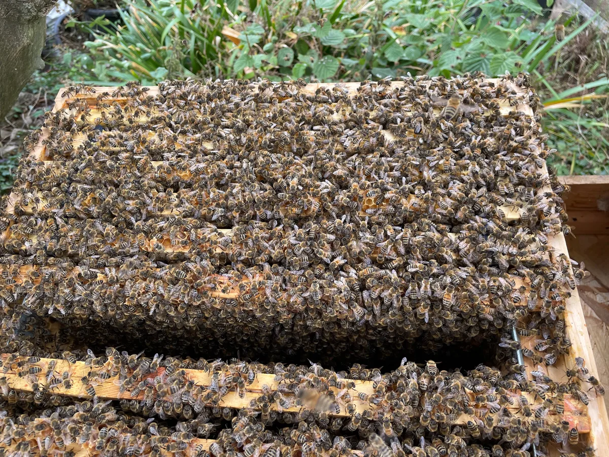 Honey bees covering a frame inside one of Scotty’s hives