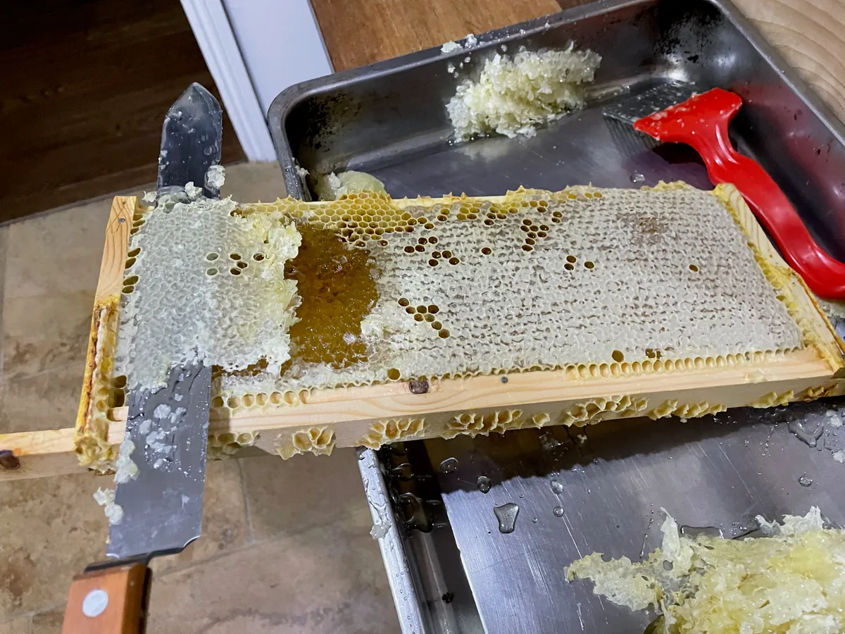 A honey-filled frame with some wax cappings removed, ready for extraction